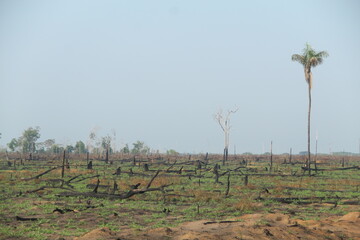 trecho da rodovia transamazônica no pará com queimadas e desmatamento nas margens 