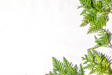 Fresh green conifer branches arranged on a light background, perfect for seasonal decorations or nature-themed designs