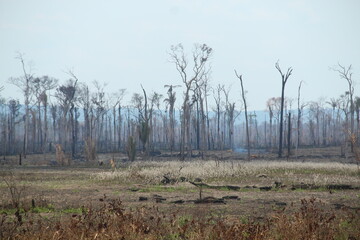 trecho com desmatamento na amazônia, nas margens da BR-230, no Pará