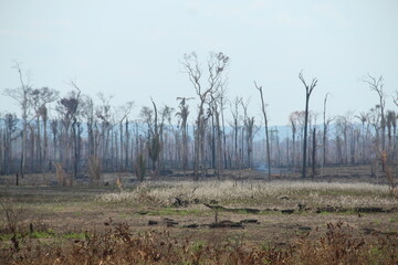 trecho com desmatamento na amazônia, nas margens da BR-230, no Pará
