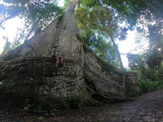 sumaúma de raízes gigantes - apelidada de muralha - na cidade de Afuá, Pará 