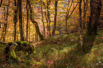 Oto&ntilde;o en Asturias