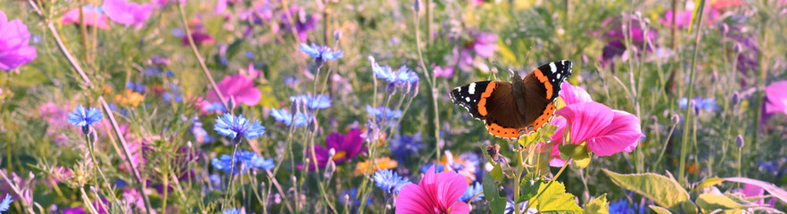 Schmetterling 1220 © K.-U. Häßler