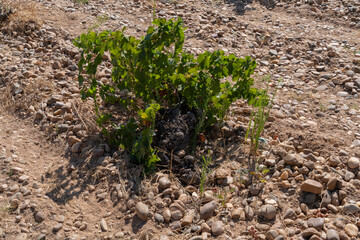 A vineyard of low bush vines thriving in rocky, arid soil under clear skies. Perfect for agricultural, viticulture, and countryside landscape themes