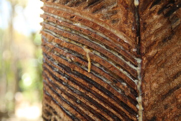 cortes em seringueira para extração de látex, na floresta nacional do tapajós, pará 