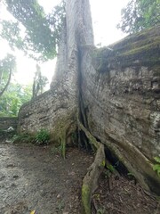 Obraz premium sumaúma de raízes gigantes - apelidada de muralha - na cidade de Afuá, Pará 