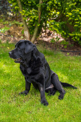 Black elderly Labrador with tennis ball in mouth sits on lawn in summer garden