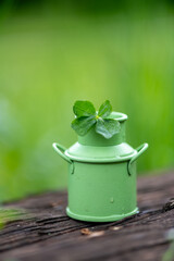 Four-leaf clover in green bucket in nature, symbol of good luck