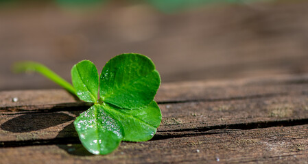 Four-leaf clover on a natural wooden background, a symbol of good luck