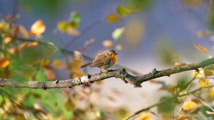 Erithacus rubecula or robin, is a species of passerine bird in the Muscicapidae family. © milanvachal