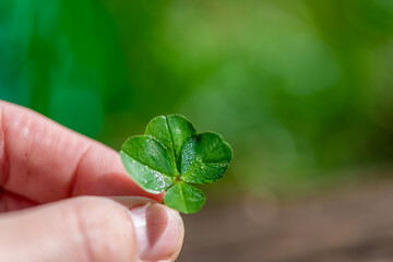 a child's hand holds a plucked green four-leaf clover, a symbol of good luck