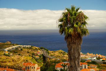 A palm tree against the backdrop of buildings in Canico on the island of Madeira