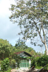 casas em estilo americano em belterra, pará 