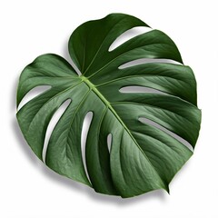 closeup of a single green monstera leaf isolated on white background  tropical plant  texture  foliage  botanical