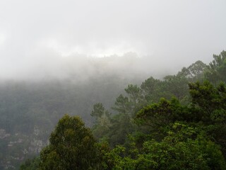 A lush, verdant forest spreads across rolling hills, partially enveloped by gentle mist, depicting...