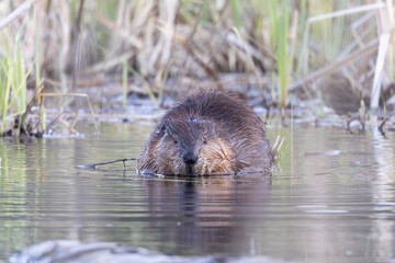 North American Beaver