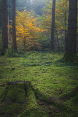 morning in the forest