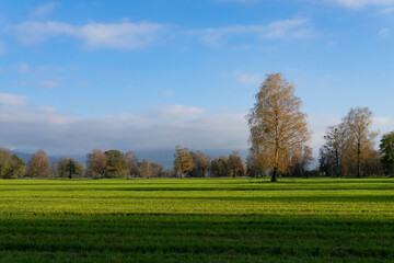 Fototapeta premium Single tree on a wide field in a natural preserve with forest in the background with negative space for text