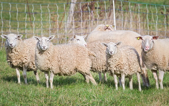 Laughing and staring sheep. Domestic sheep on the pasture. Funny animal photo. Small farm in countryside in Czech republic.
