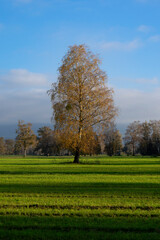 Naklejka premium Single tree on a wide field in a natural preserve with forest in the background