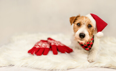 Face of a cute santa dog. Christmas, new year, happy holiday background.