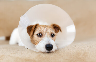 Face of a healthy recovering dog as wearing funnel collar after castration surgery