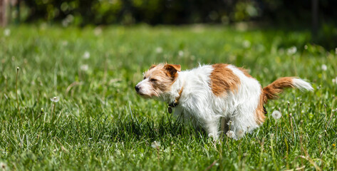 Dog doing toilet in the grass. Pooping, defecating, pet excrement, diarrhoea banner.