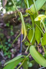 Ripening Vanilla Pod on a Vine in La Reunion