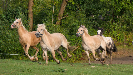 Obraz premium fast running, large herd of beautiful Norwegian Fjord Horses