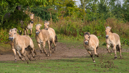 Fototapeta premium fast running, large herd of beautiful Norwegian Fjord Horses
