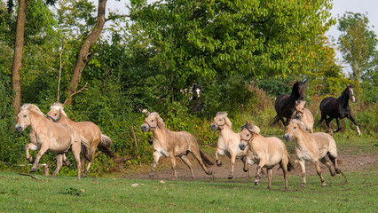  fast running, large herd of beautiful Norwegian Fjord Horses