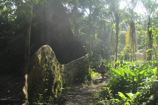 suma&uacute;ma de ra&iacute;zes gigantes - apelidada de muralha - na cidade de Afu&aacute;, Par&aacute; 