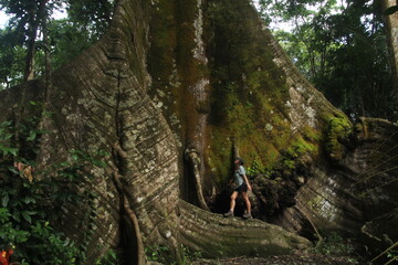 sumaúma de raízes gigantes - apelidada de muralha - na cidade de Afuá, Pará 