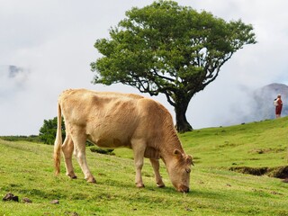 A cow is seen peacefully grazing under the twisted branches of ancient trees, encapsulated in a serene and fog-laden environment that evokes mystery and relaxation - Fanal Forest, Madeira, Portugal.