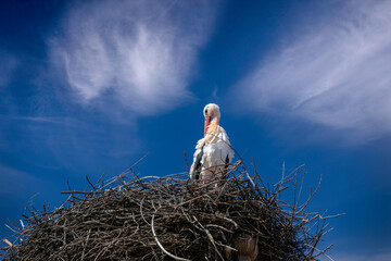 Stork on its nest of branches above the bell tower of a church with deep blue sky