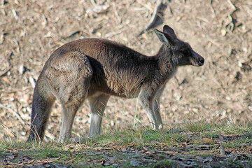 Eastern Grey Kangaroo
