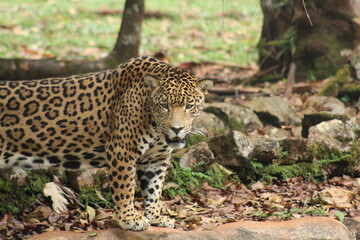 onça no parque zoobotanico em parauapebas, pará 