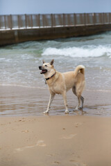 Alert tan dog stands on a sandy beach, with waves and a pier in the background, embodying the essence of a coastal, outdoor adventure.