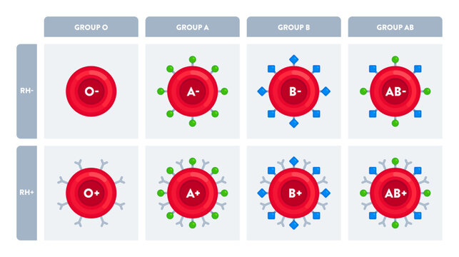 Chart of O, A, B, AB blood group types with Rh factors and antigen markers. Science, biology, healthcare, hematology, blood donation concept. Flat vector illustration isolated on white background