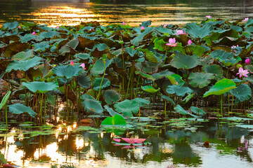 Beautiful pink lotus in middle of the pond during the sunset