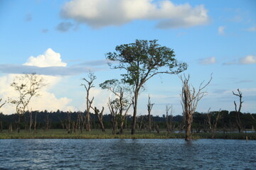 árvores mortas pela alagação do barramento do Rio Xingu em Altamira, Pará