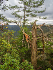 A withered tree with broken branches at Turkey Spur Rock and Grandview Rim at New River Gorge...