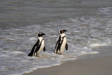 African penguin on the Boulders beach. Endangered species of penguin in Africa. Funny penguins are playing in the waves. 