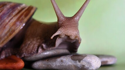 snail on a wooden background