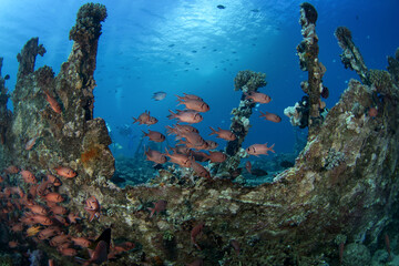 Shoal of myripristis murdjans near the shipwreck in Egypt. Red fish with big eye. Groupe of soldierfish fish on the bottom. 