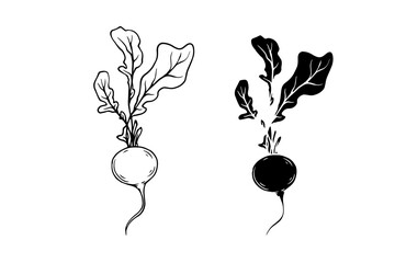 Line sketch, stamp, silhouette of vegetables, radish root. Vector graphics.