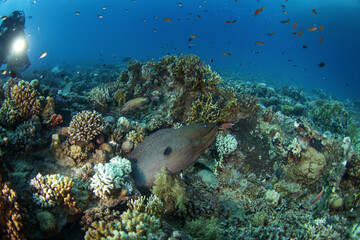 Giant moray hiding in the coral reef. Gymnothorax javanicus during dive in Egypt. Fish who look like snake. Marine life in Red sea. Huge moray between coral garden.