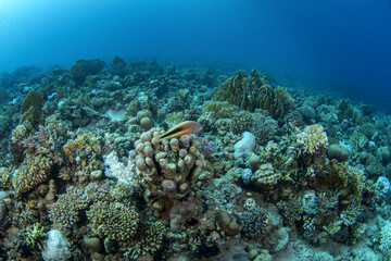 Black side hawkfish have a rest on the coral in Egypt. Paracirrhites forsteri during dive in Red Sea. Abundant marine life on the coral reef. 