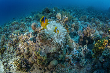 Red Sea Clownfish are hiding in the anemone in Egypt. amphiprion bicinctus during dive in Red Sea. Abundant marine life on the coral reef. Fishes are protected by anemone. 