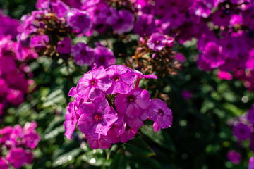 Beautiful natural landscape with purple flowers Phlox paniculata in the garden